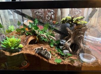 Tank