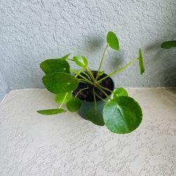 Pilea  Peperomioides Plant 