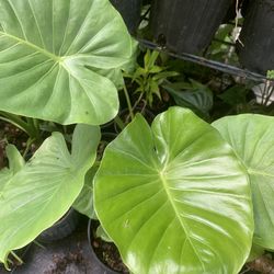 Alocasia plants from 10” tall to 3ft at seffner ,Florida   price from $7 to $25