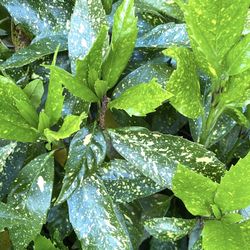 Young Aucuba Shrub Plants, Gold Dust And Solid Green Plants Are Available