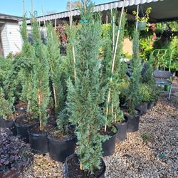 Italian Cypress 