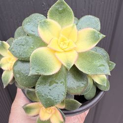 Plants for Sale! ( kiwi)