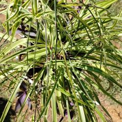 Variegated Spider 🕷️ Plant 