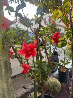 Red flower hibiscus plant tree