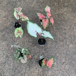 Caladium Plant 