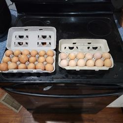 Fresh Eggs For Sale