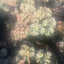 Succulents 