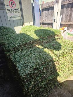 10 pieces of St Augustin sod left over