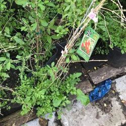 1 Gallon 2 Feet Pomegranate Fully Rooted Plant Punica Granatum