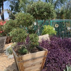 Dwaft Olive Topiary Bonsai 