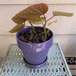 Spotted Begonia Plant In Purple Ceramic Pot-With Attached Catch Base