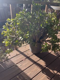 Tonn Of Plants For Sale! Moving Out! 🪴🪴🪴