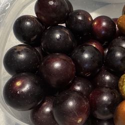 3 IN 1 Muscadine Grape plant( Red, Green, Black) 