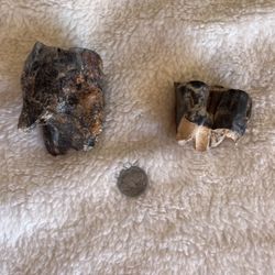 Wooly rhino Fossil Teeth