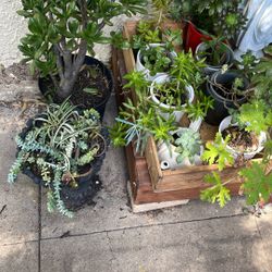 12 Potted Succulents Only $20 All