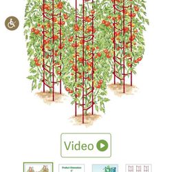 Tomato Or Plants Ladders
