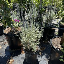 Lavender Plant  5gal 
