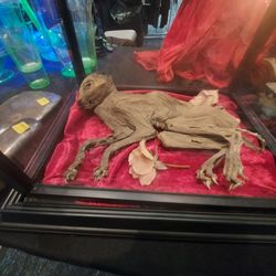 Taxidermy Mummified Cat Curiosity Display
