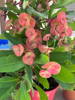 Crown of Thrns Plant $ 25