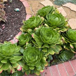 Large Succulents