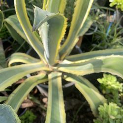Big Pot Agave Plant