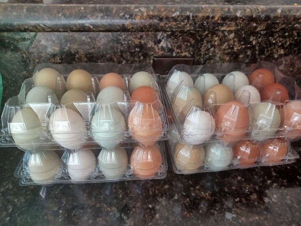 Farm Fresh Eggs available!