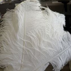 Feathers ( Ostrich) 
