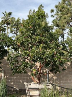 Arbutus Marina / Strawberry Tree