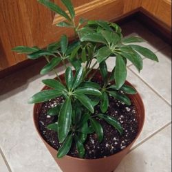 Scheffera house plants$14 Each pot