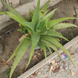 Aloe Vera 