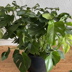 Monstera Deliciosa