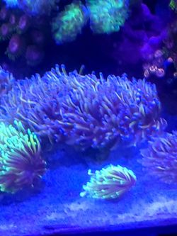 Dragon Soul Torch Fake Coral