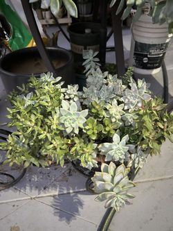 Una Planta Suculenta 