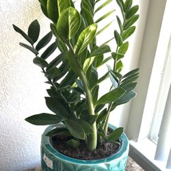 Stunning ZZ- plant-Free delivery within 3 miles