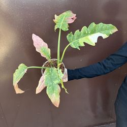 6” ring of fire philodendron