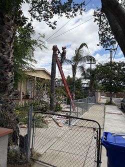 Tree trimmer/ remover