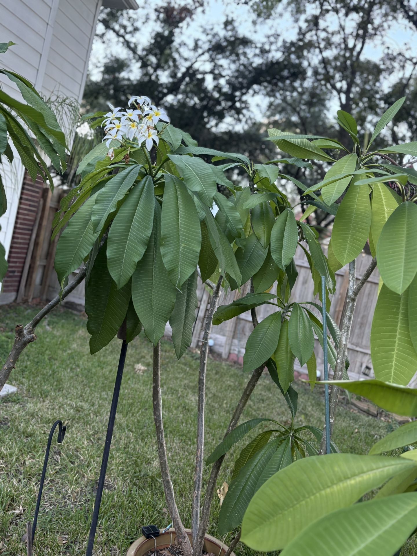 Gorgeous And Healthy Plumerias