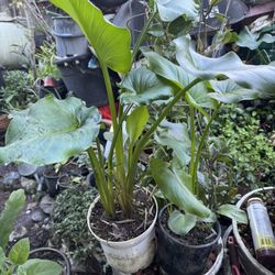 Calla Lilies 1 Gallon Plant 