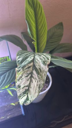 Peace Lily Sensation 