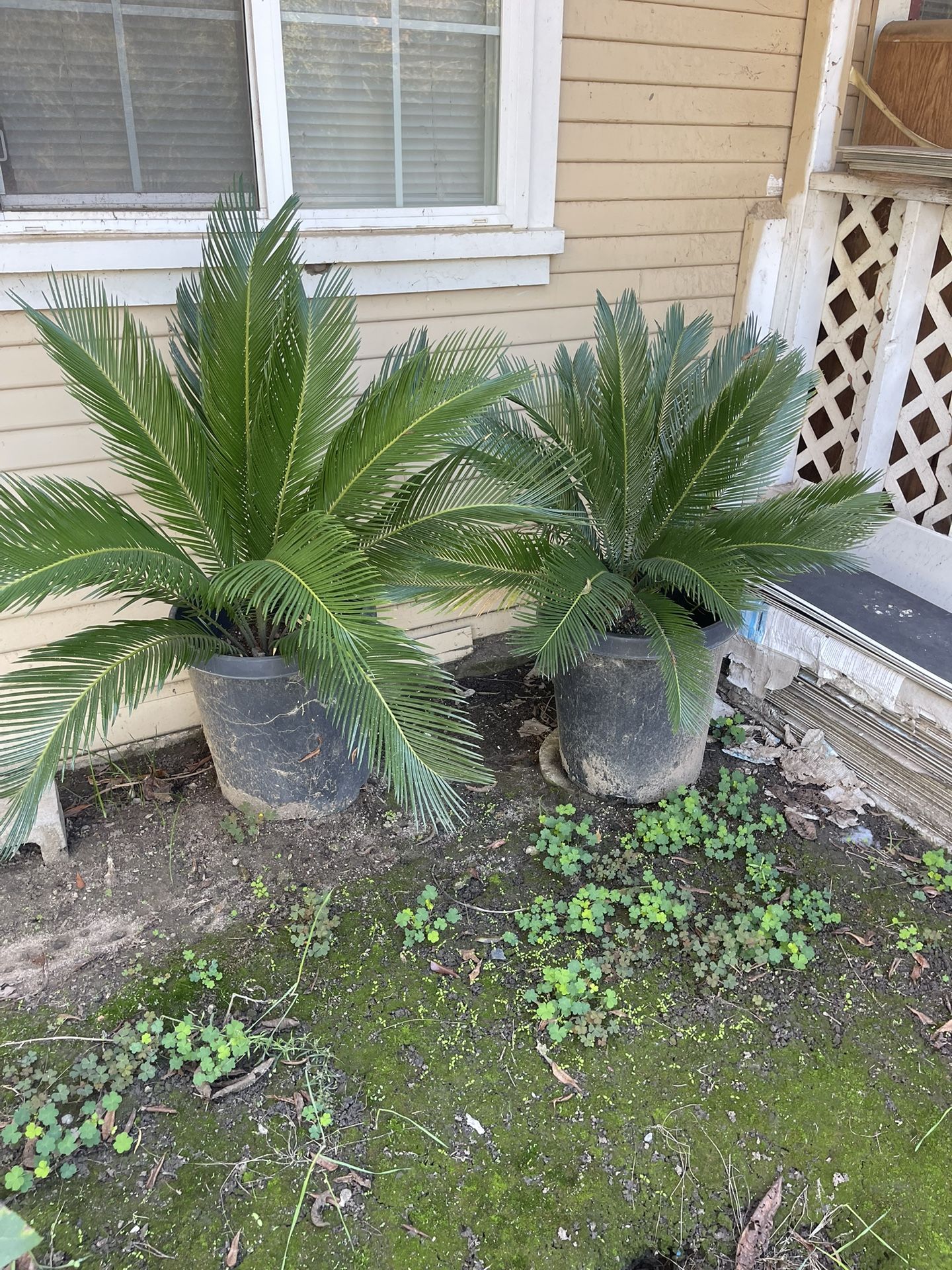Sego Palms 15 Gallon’s Pot
