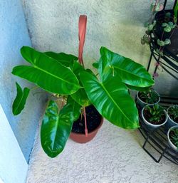 Philodendron  Burle  Marx  plant