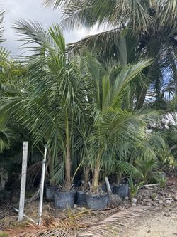 Coconut Palms 25 Gl