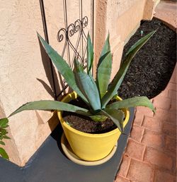 American Blue Agave 🪴 in a Yellow Clay Pot 30in tall