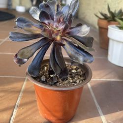 Black Rose Succulent Plant