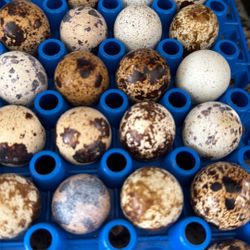 Buy Today’s quail Eggs Memorial city Mall Area