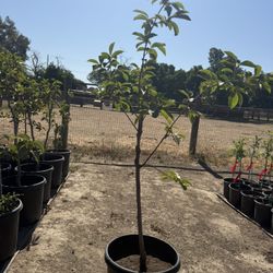 Fuyu Persimmon