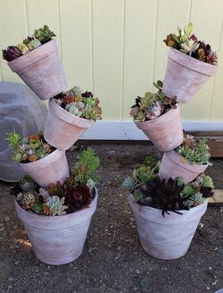Succulents Tilted Pots.