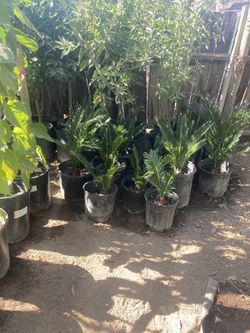 Palms