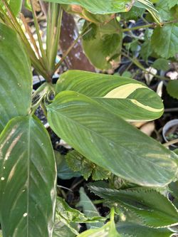 Planta