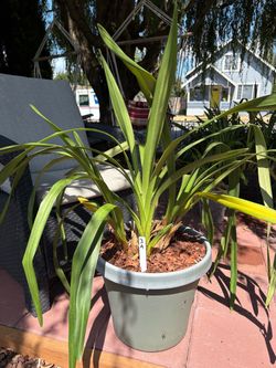 Cymbidium orchid A3